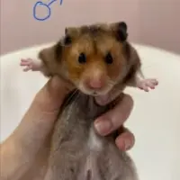 Adopta a Goomo