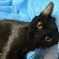 Adopta a Mel