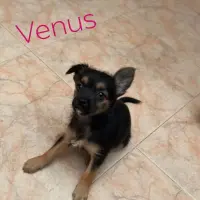 Adopta a Venus
