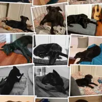 Adopta a Draco