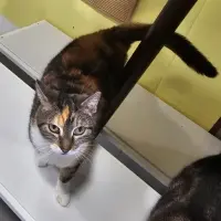 Adopta a Kira