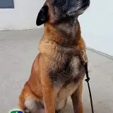 Adopta a Pipo