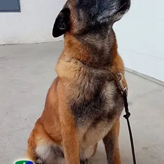Pipo