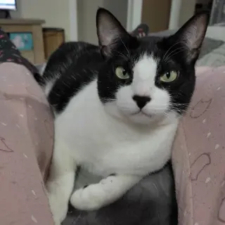 Nala
