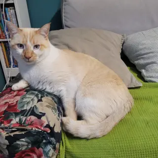 Gus Gus