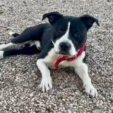 Adopta a Biggie