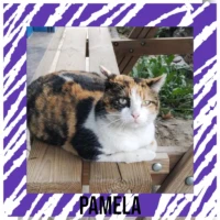 Adopta a Pamela