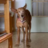 Adopta a Estrella