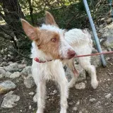 Adopta a Lake