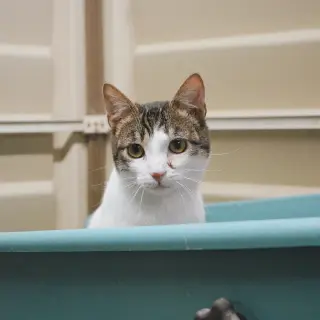 Eros