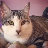 Adopta a Mali