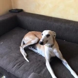 Adopta a Eri