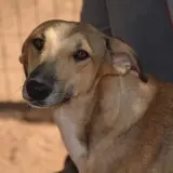 Adopta a Groucha