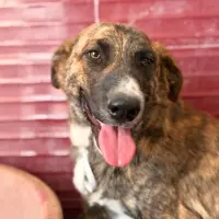 Adopta a Dinka