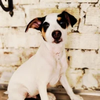Adopta a Snoopy