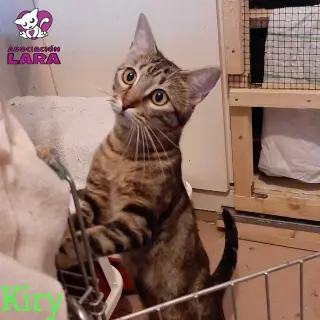 Kiry