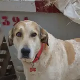 Adopta a Valvina