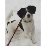Adopta a Roky
