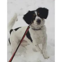 Adopta a Roky