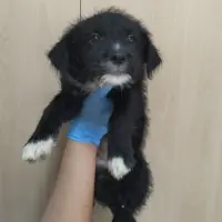 Adopta a Mayonesa