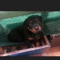 Adopta a Goik