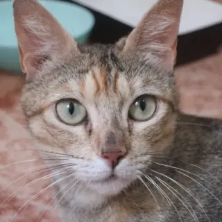 Miga