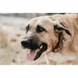 Adopta a Lincoln