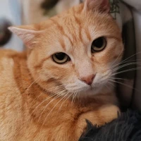 Adopta a Maia