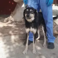 Adopta a Buzz