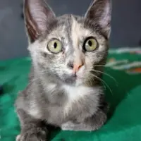 Adopta a Sigrid
