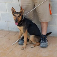 Adopta a Mica