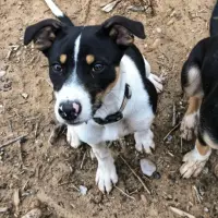 Adopta a Zama