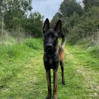 Adopta a Meló