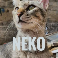 Adopta a Neko