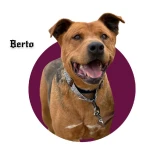 Adopta a Berto