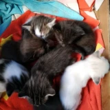 Adopta a Camada De 7 Gatitos + Su Madre