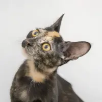 Adopta a Zara
