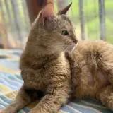 Adopta a Kenya