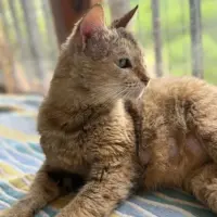 Adopta a Kenya