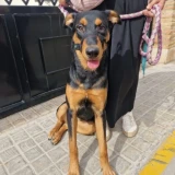 Adopta a Maya