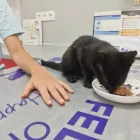 Adopta a Sin Nombre