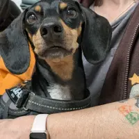 Adopta a Once