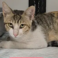 Adopta a Telma