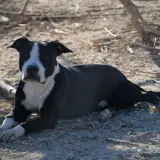 Adopta a Rocko