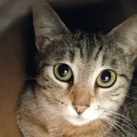 Adopta a Deysi