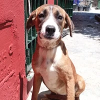 Adopta a Jasmin