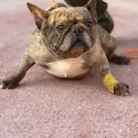 Adopta a Bombón
