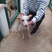 Adopta a Asia - Perrita Joven, Tlf 645978718