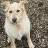 Adopta a Tony