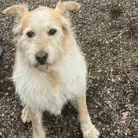 Adopta a Tony